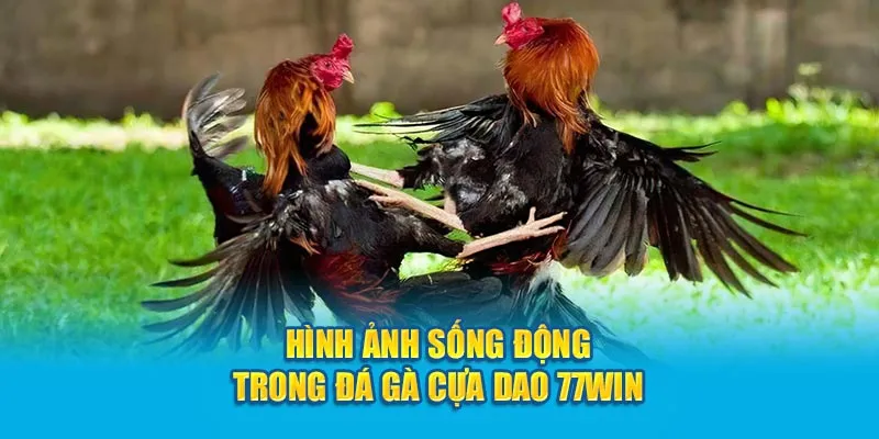 Hình ảnh sống động trong đá gà cựa dao 77WIN