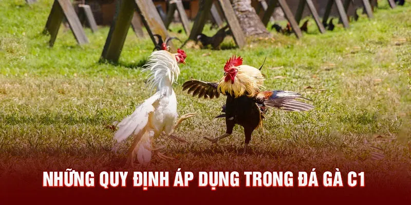 Những quy định áp dụng trong đá gà C1