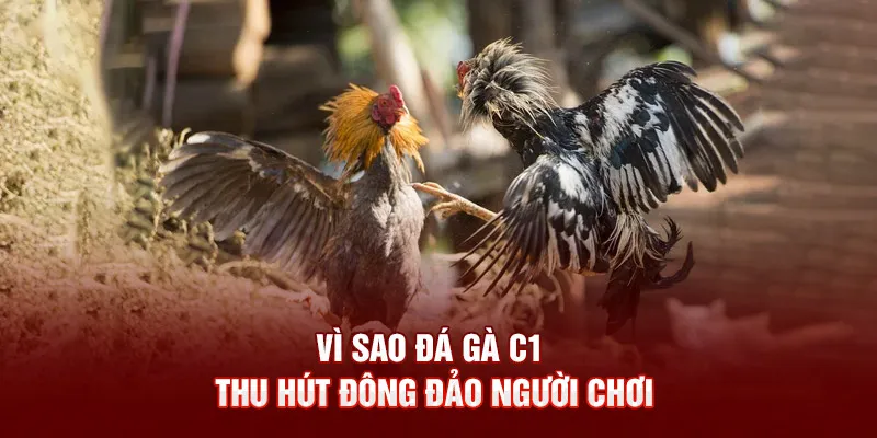 Những lý do đá gà C1 thu hút đông đảo người chơi